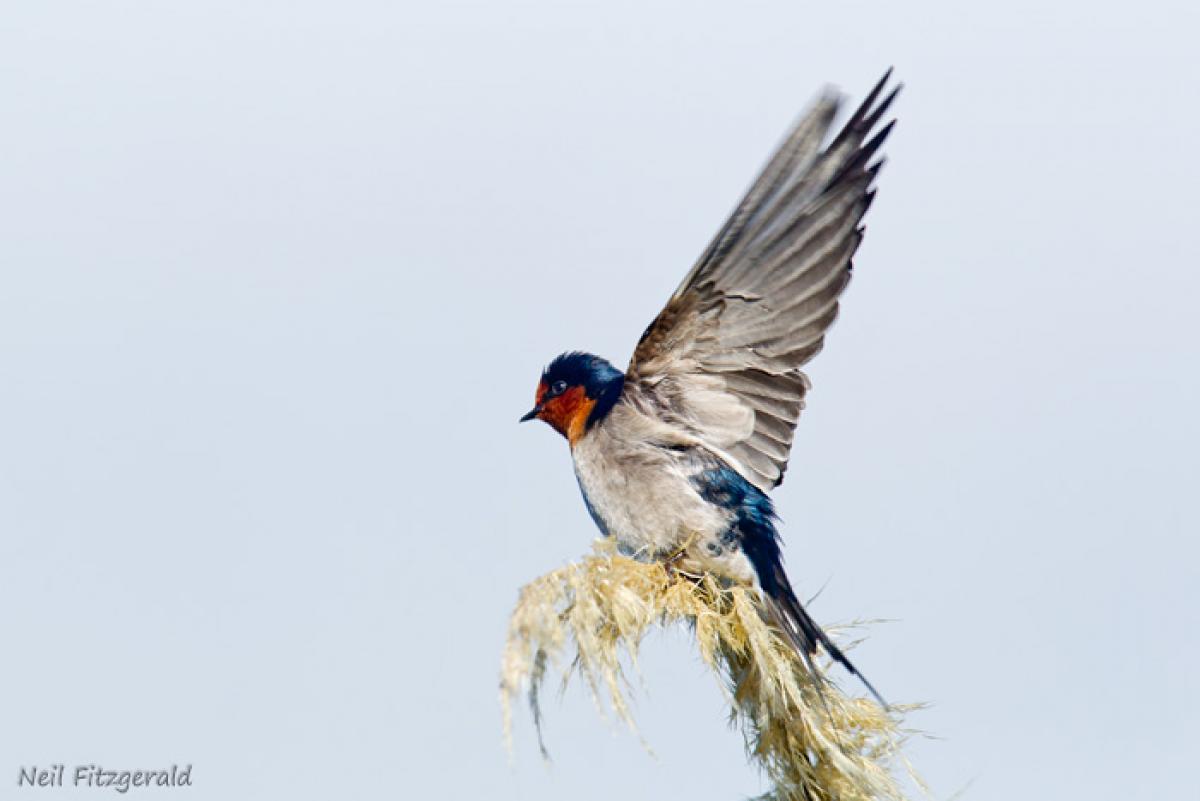 Swallow Meaning and Definition