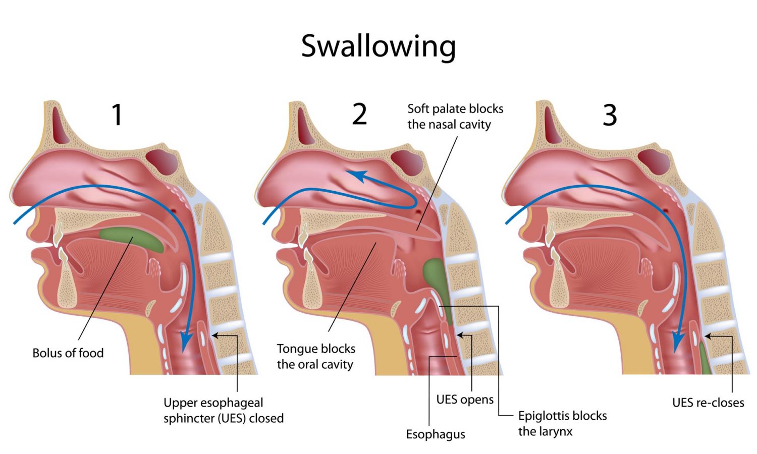 Swallowing Meaning and Definition