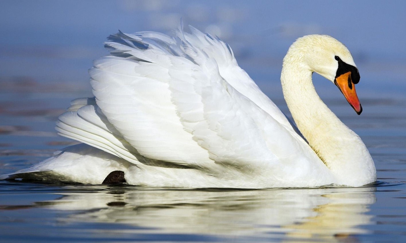 Swan Meaning and Definition