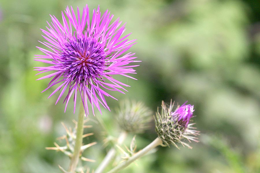 Thistle Meaning and Definition