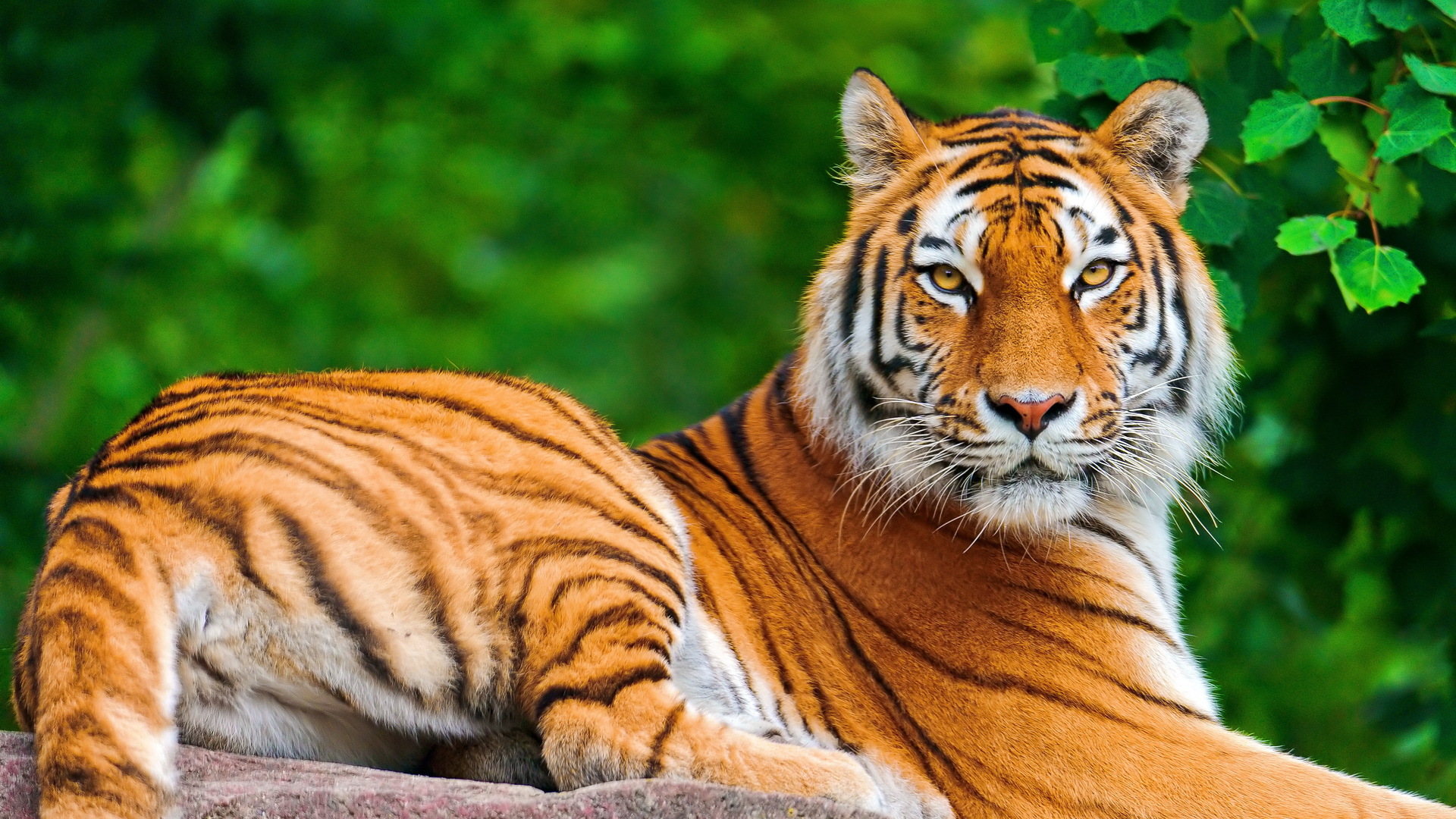 Tiger Meaning and Definition