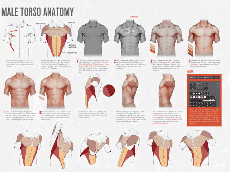 Torso Meaning and Definition