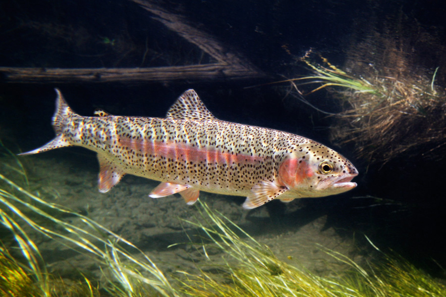 Trout Meaning and Definition
