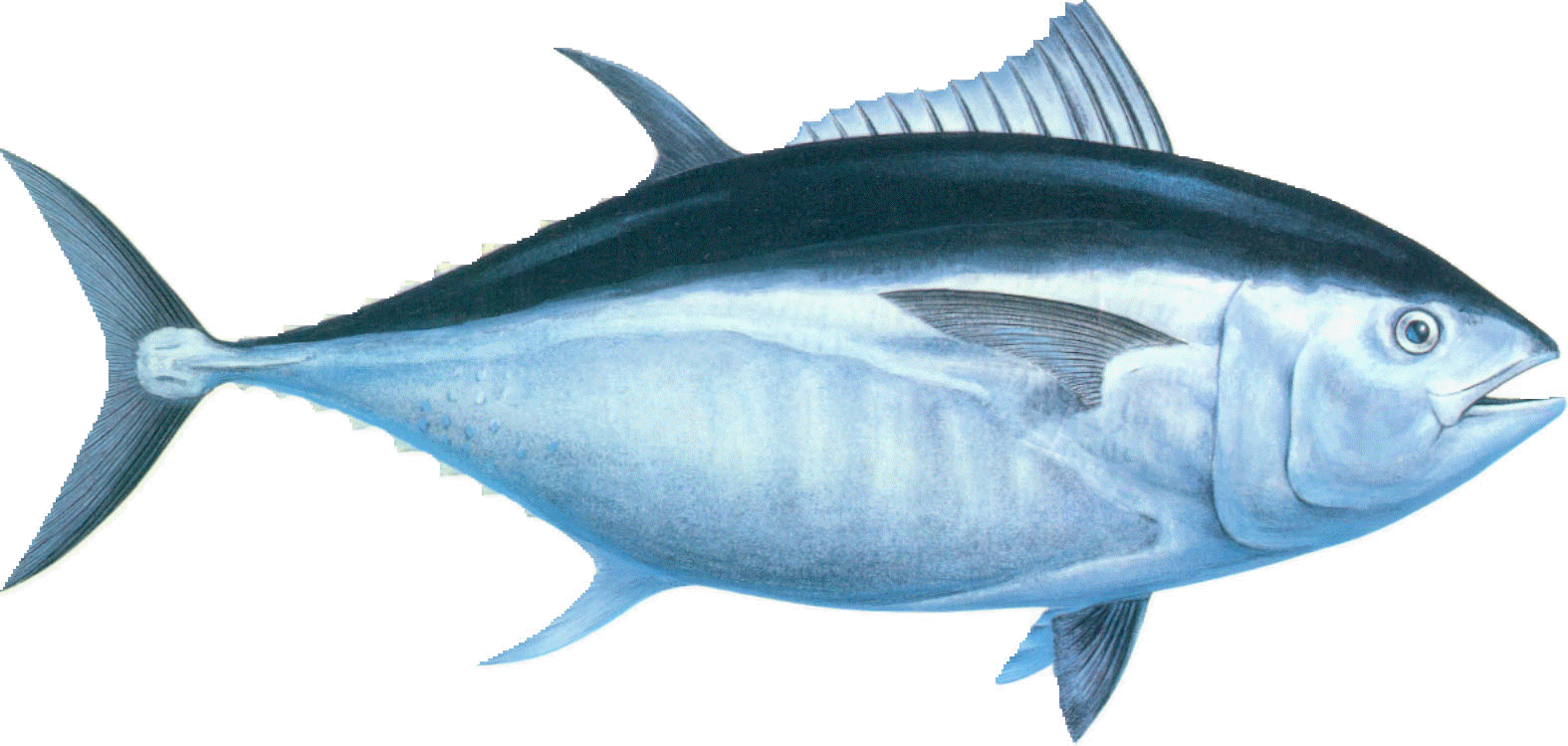Tuna Meaning and Definition
