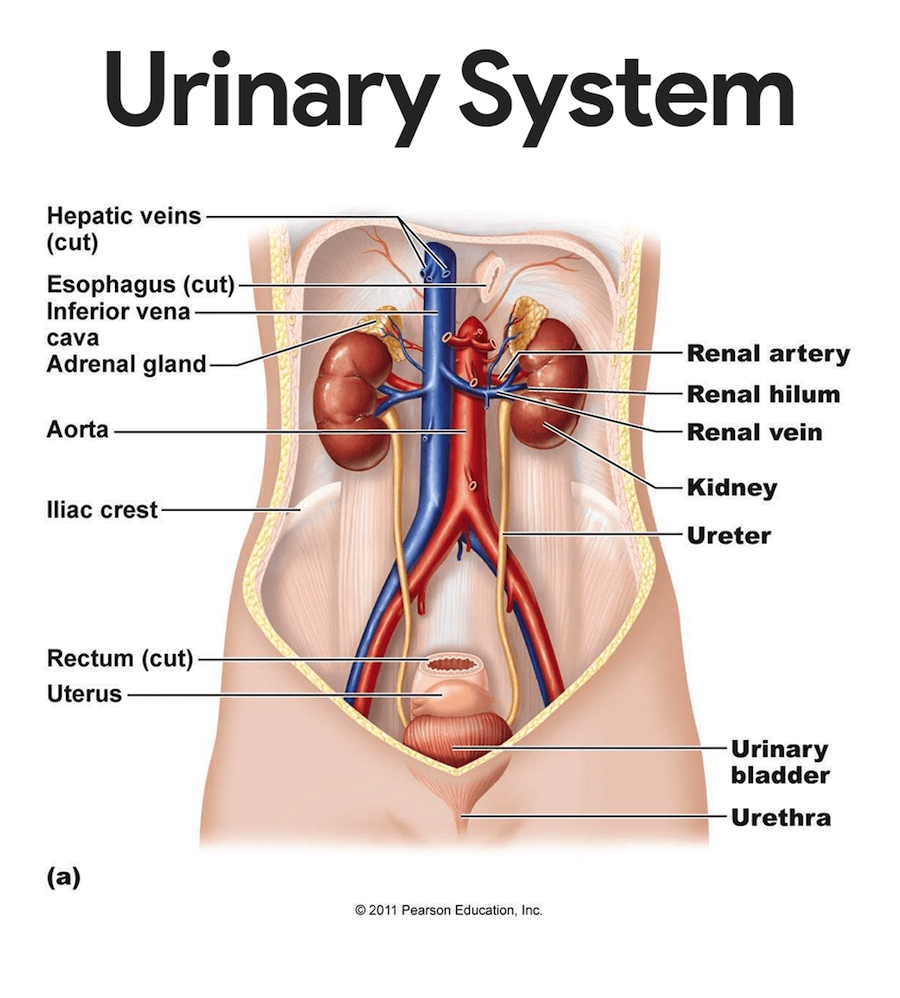 Urinary Meaning and Definition