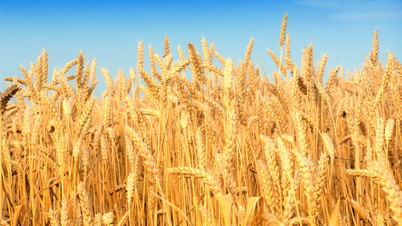 Wheat Meaning and Definition