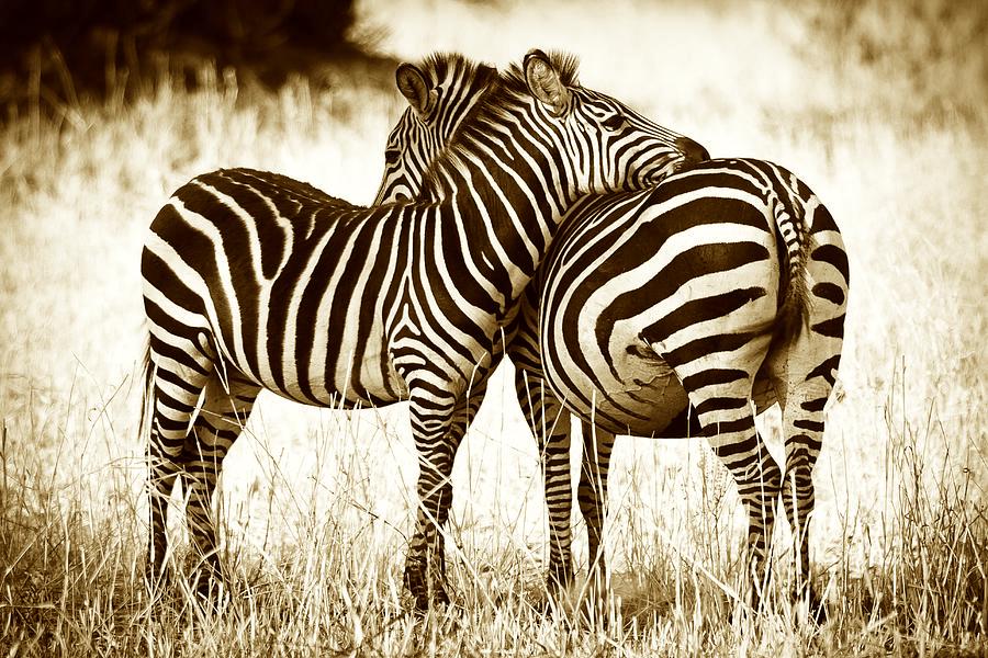 Zebra Meaning and Definition