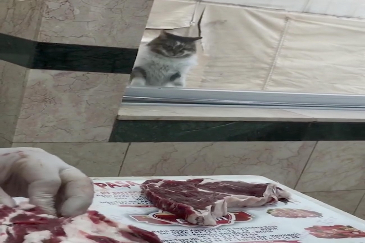 It wants meat 5 times a day by hitting the window of the neighborhood town with her paw